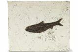 Fossil Fish (Knightia) - Inch Layer #222845-1